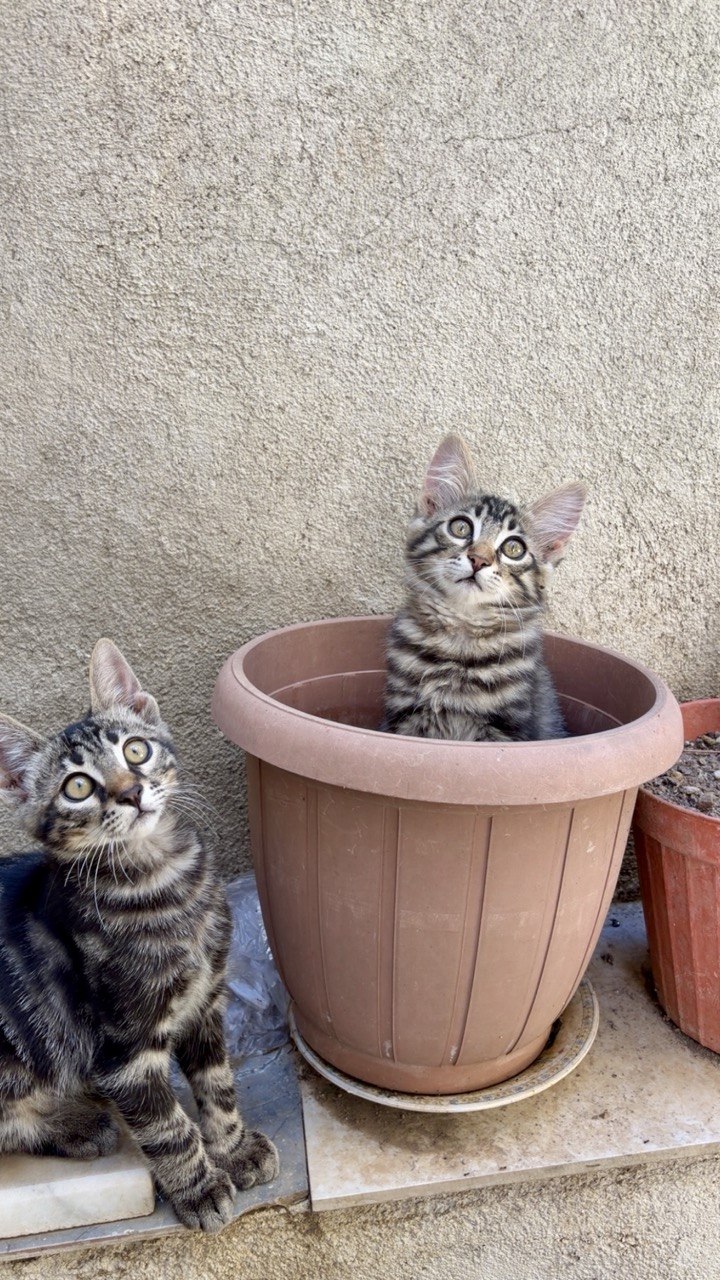 Two tabby kittens, Angular and Excel, looking up, one sitting in a flower pot